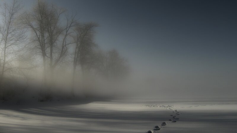 Footprints in Snow — Gray