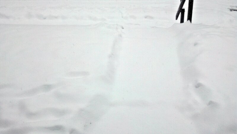 Footprints in Snow — White, Cold