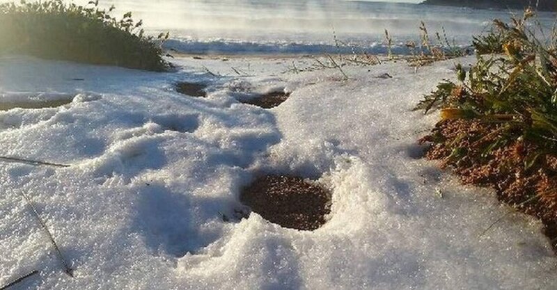 Footprints in Snow — White, Cold, Winter, Photograph, Plants