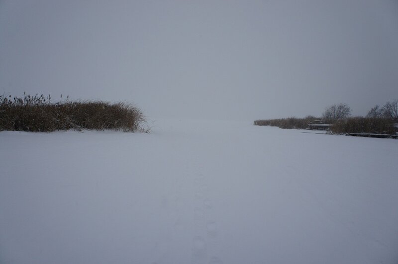 Footprints in Snow — White, Cold, Winter, Photograph, Reeds