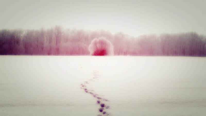Footprints in Snow — White, Serene, Winter, Photograph, Trees, Forest