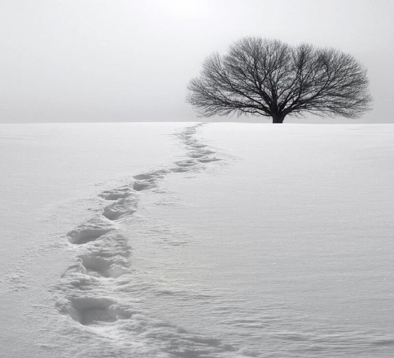 Footprints in Snow — White, Solitary