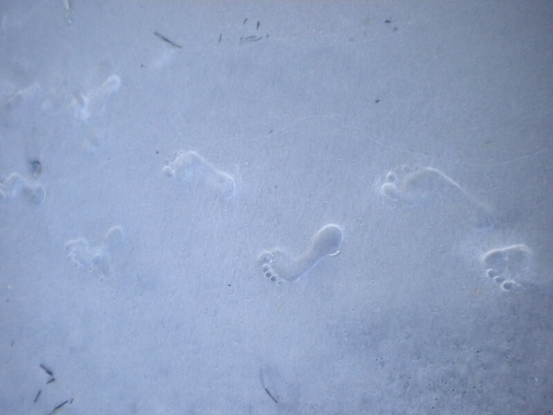 Footprints in Snow — White