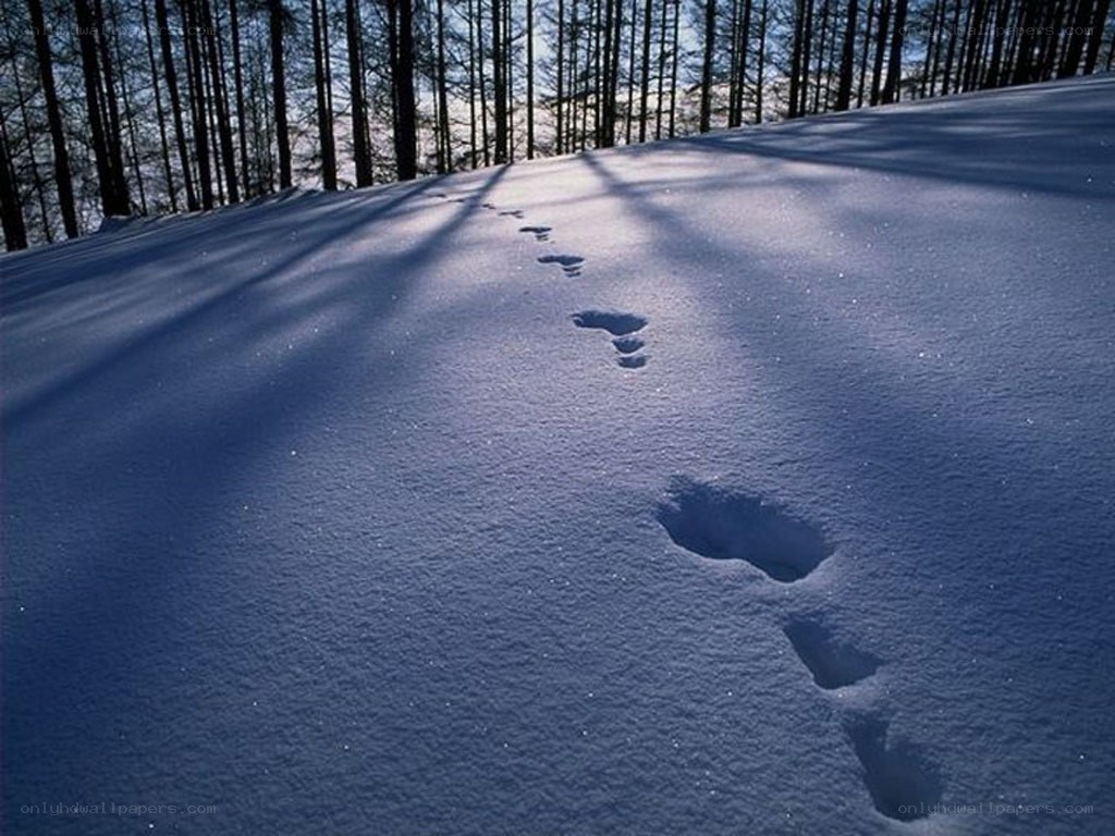 Footprints in snowy forest