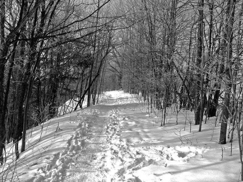 Footprints in Snowy Forest — Black