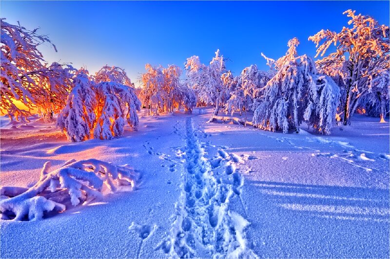 Footprints in Snowy Forest — Blue