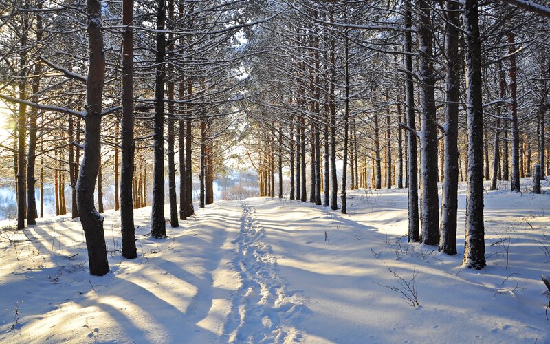 Footprints in Snowy Forest — White