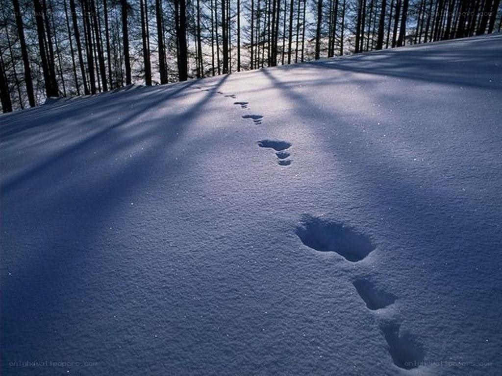 Footprints in snowy forest