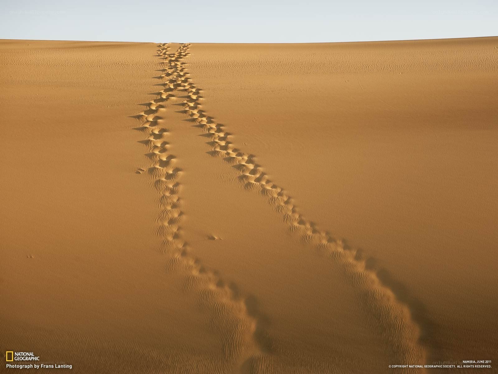 Footprints in the desert sand