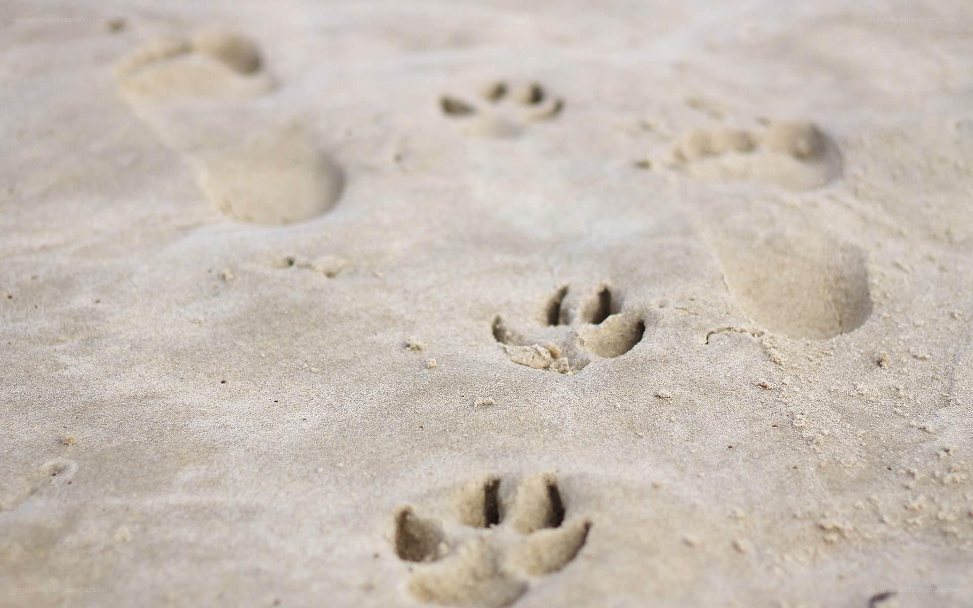 Footprints in the sand