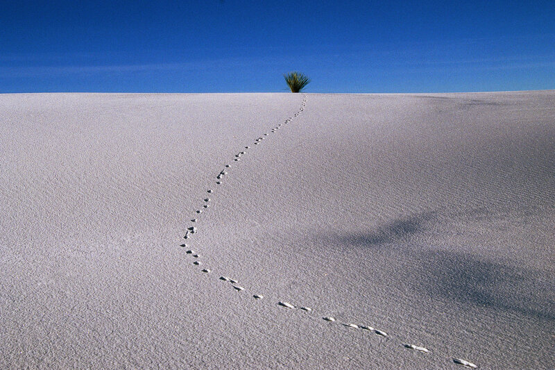 Footprints in the sand