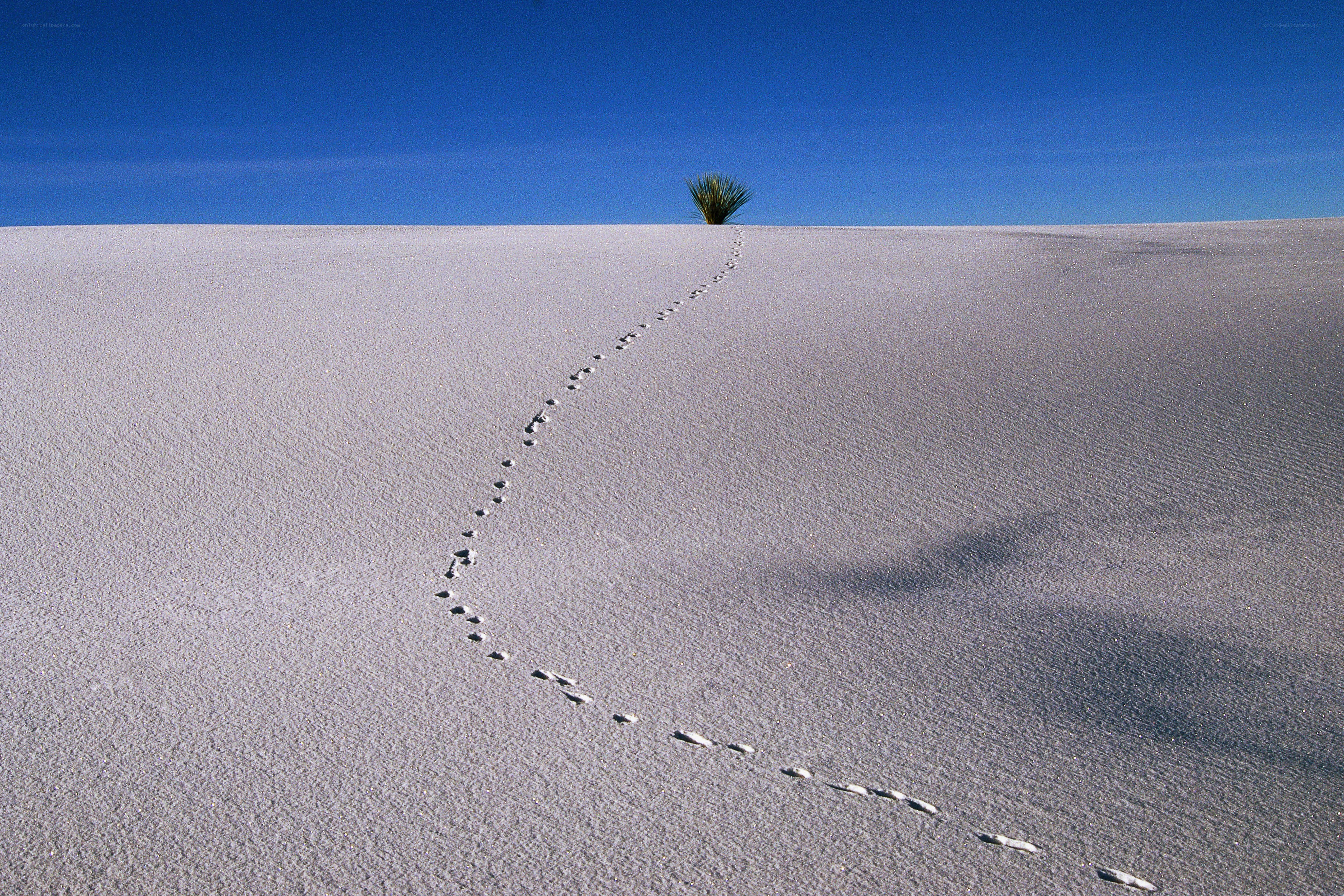 Footprints in the sand