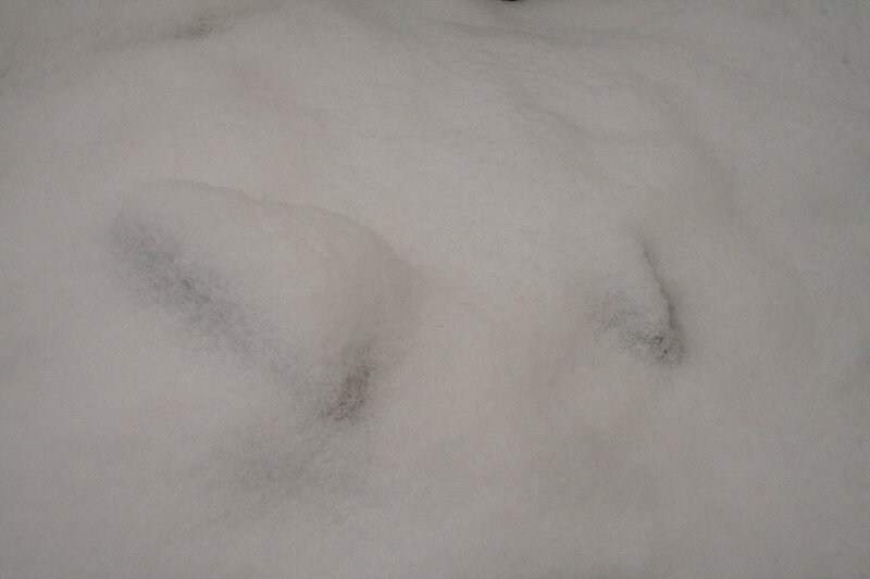 footprints in the snow