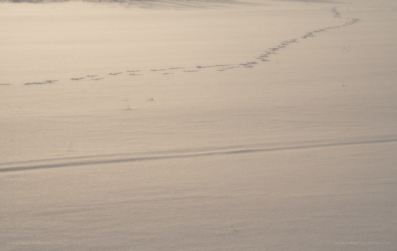 Footprints in the snow