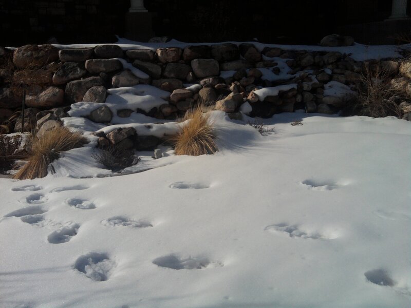 Footprints in the snow