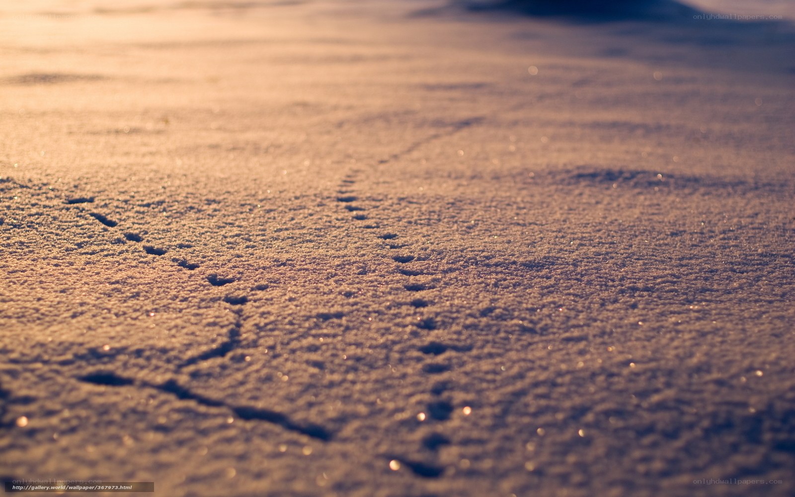 Footprints in the snow at sunset