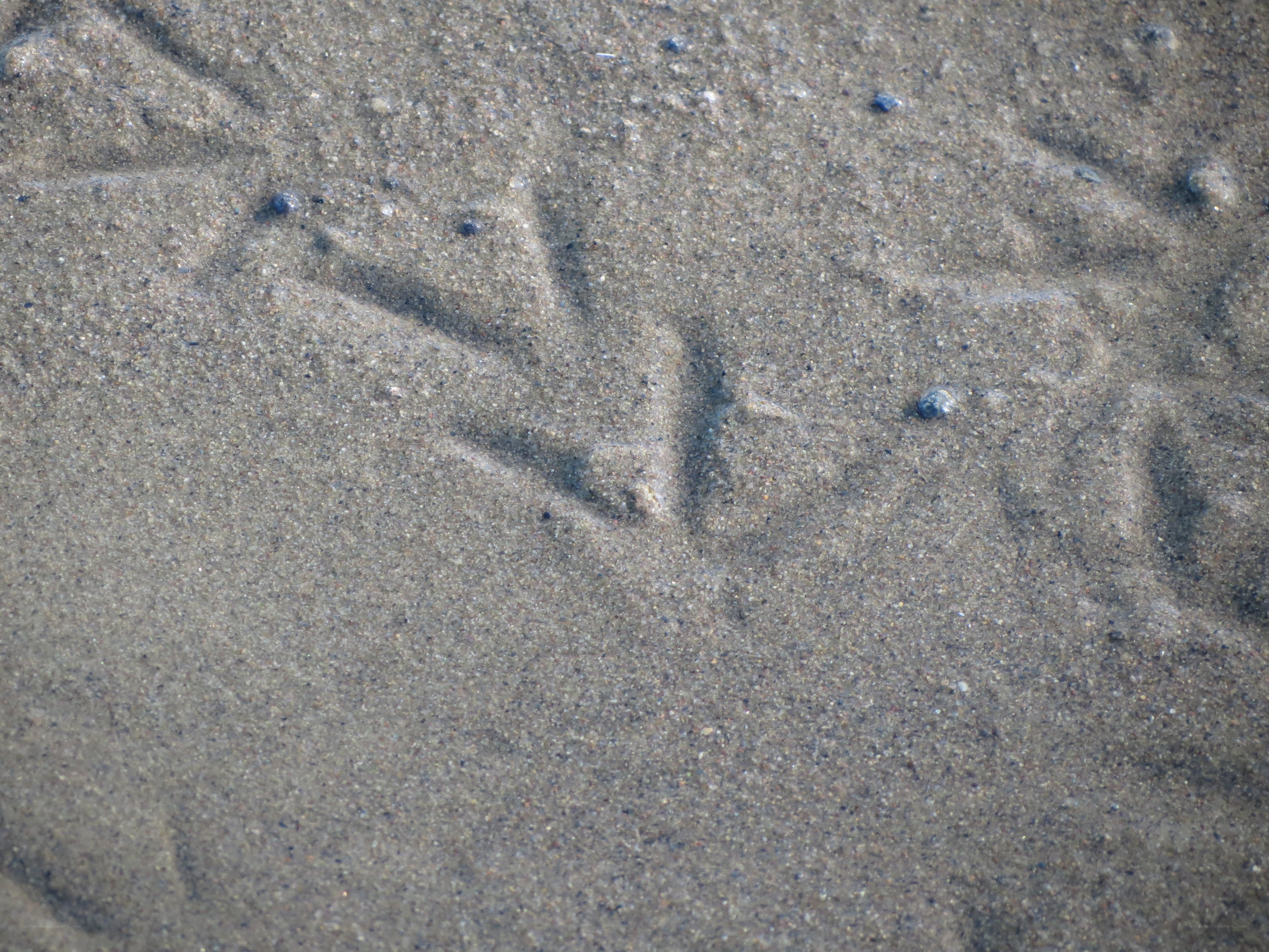 Footprints in wet sand