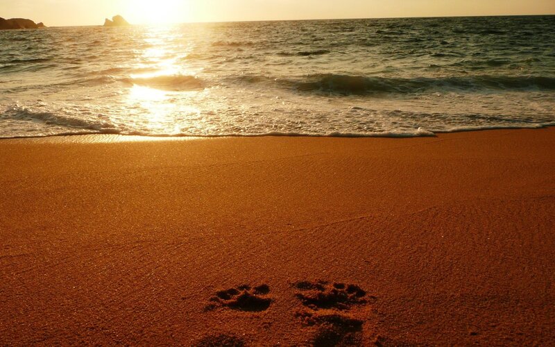 Footprints on a beach at sunset