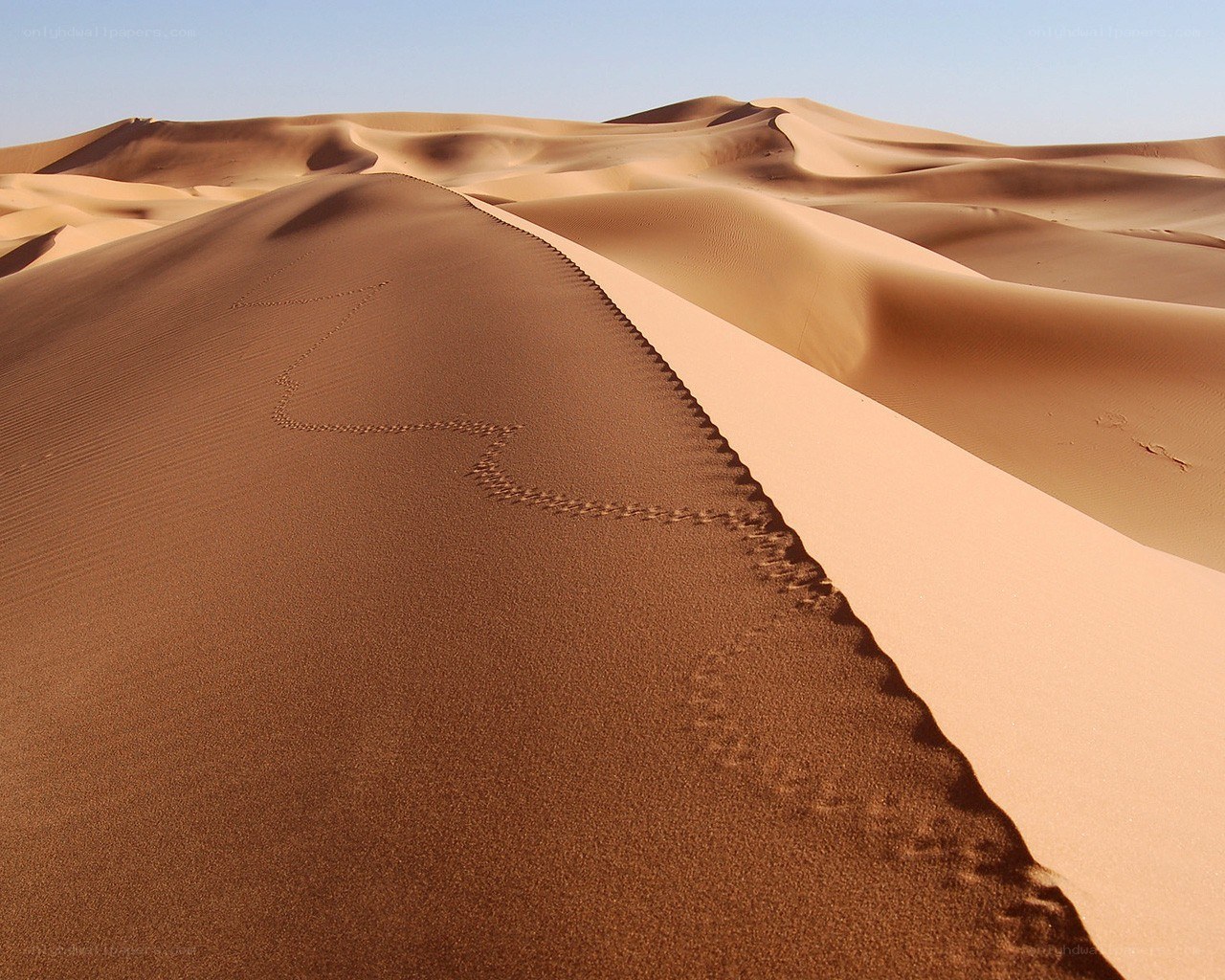 Footprints on a desert dune