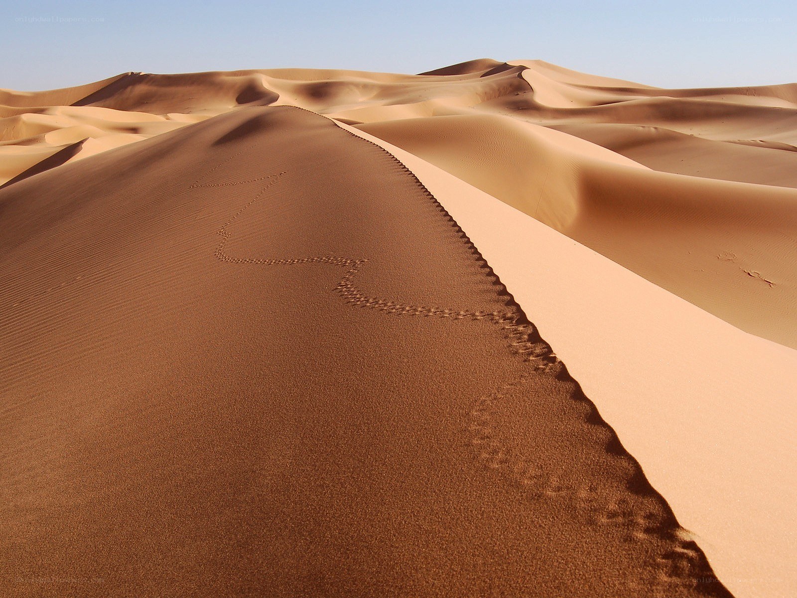 Footprints on a desert dune