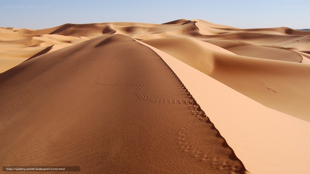 Footprints on a desert dune