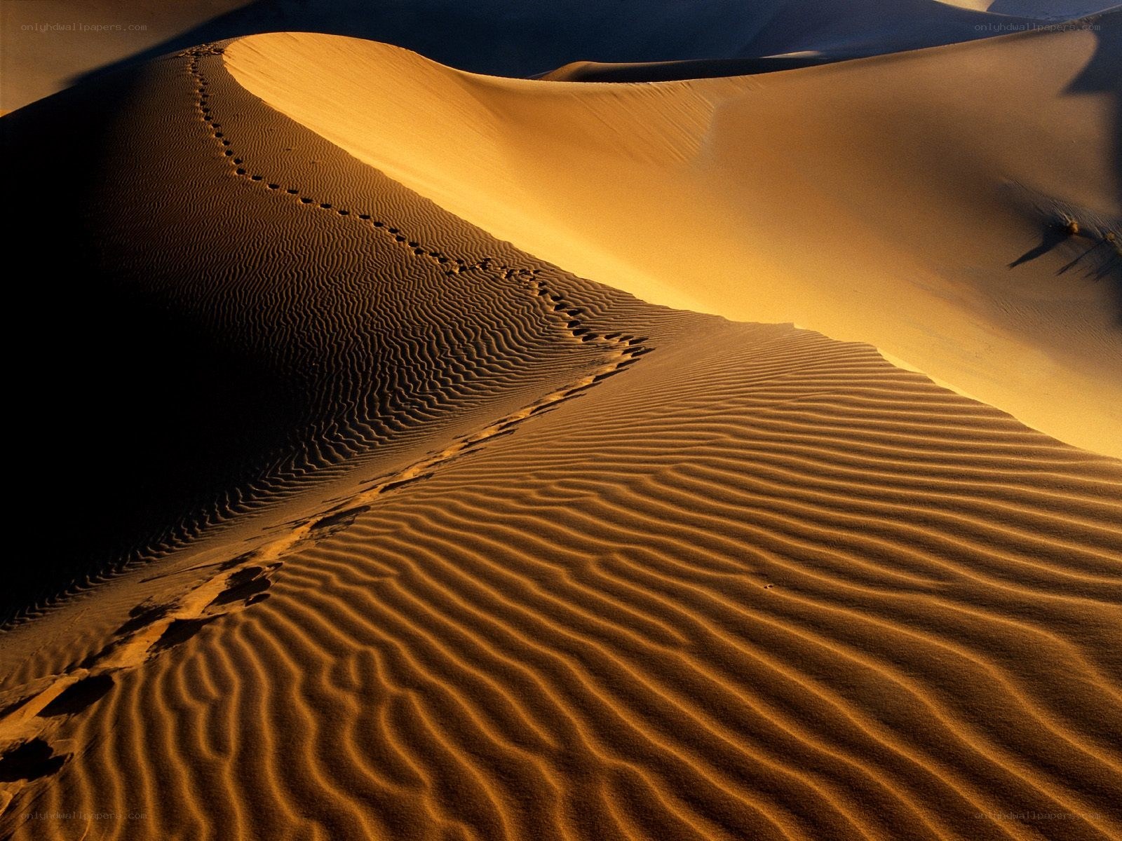 Footprints on a sand dune
