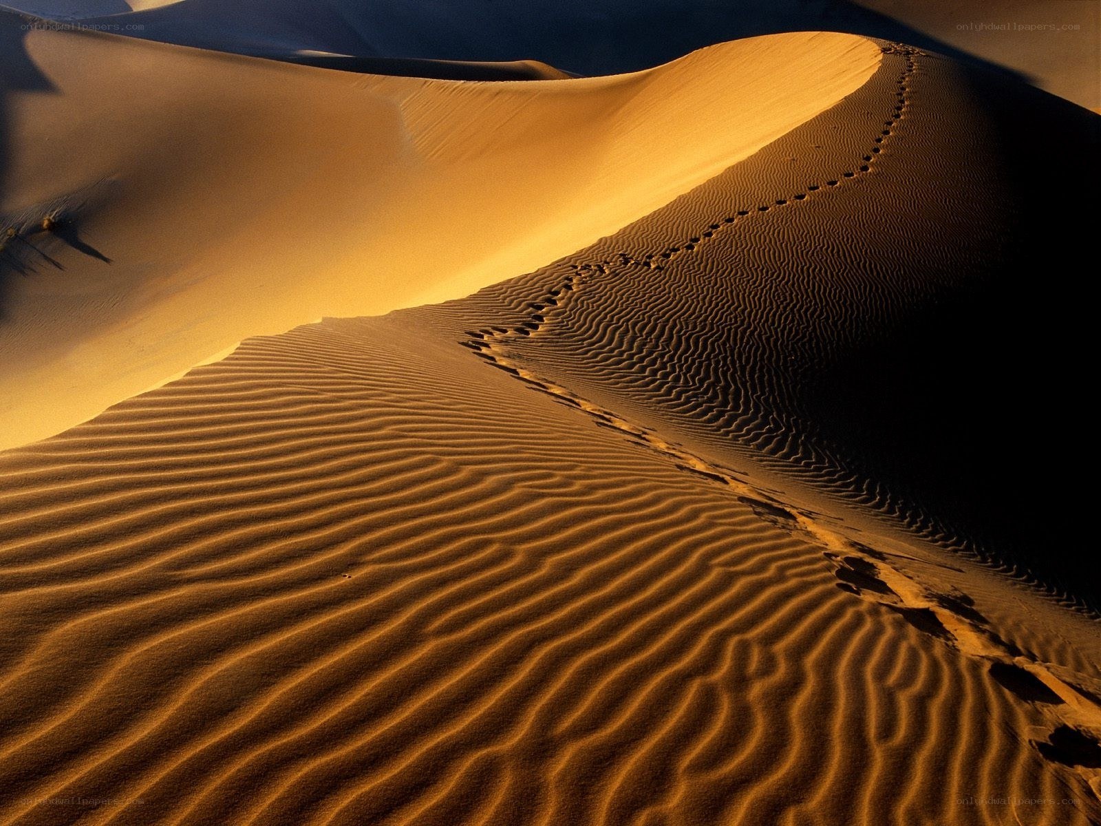 Footprints on a sand dune