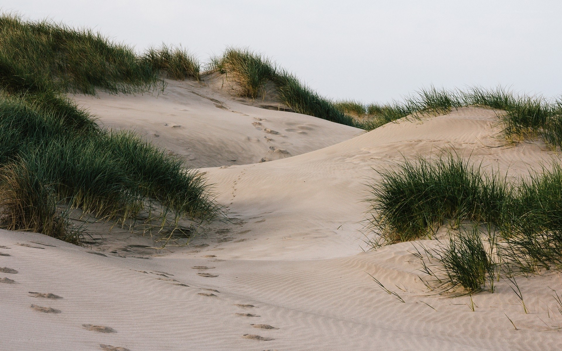 Footprints on a sandy dune