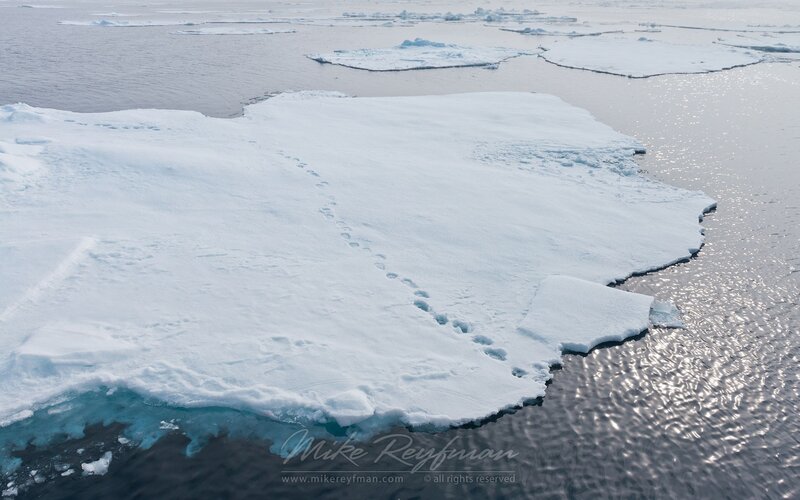 Footprints on Ice Floe