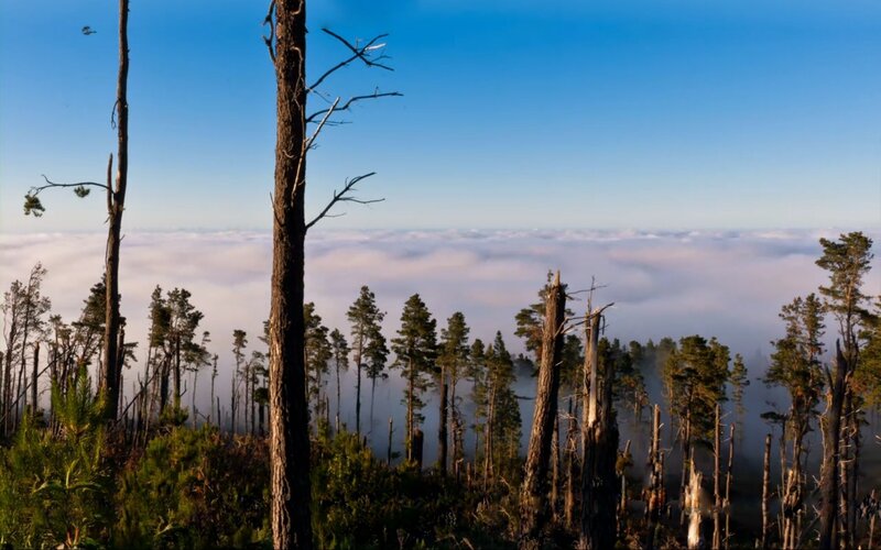 Forest Above Clouds — Blue