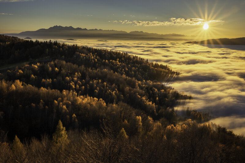 Forest Above Clouds — Gold