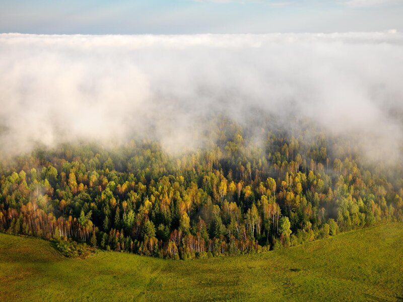 Forest Above Clouds — Green