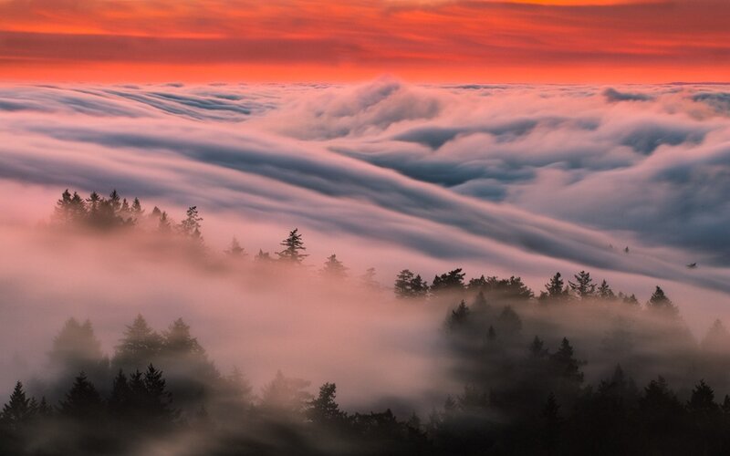 Forest Above Clouds