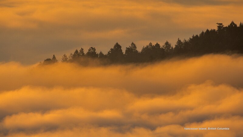Forest Above Fog