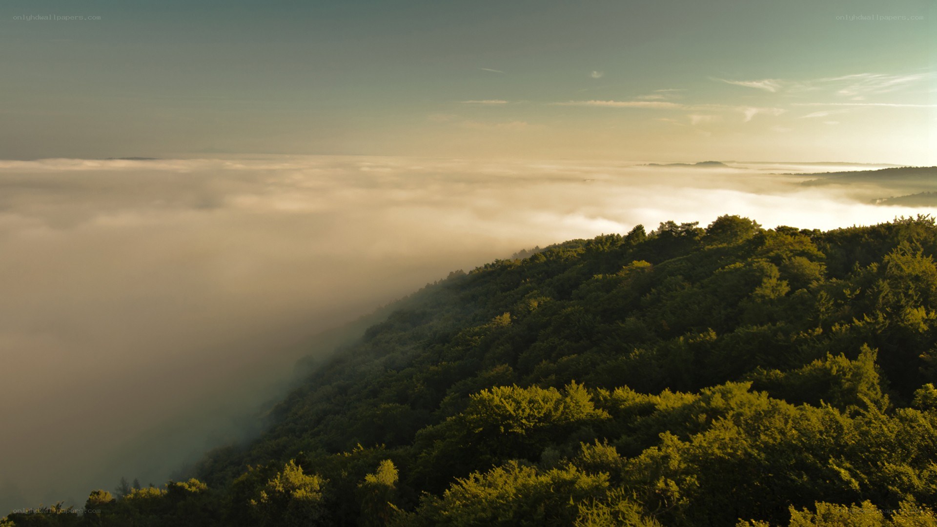 Forest above the clouds