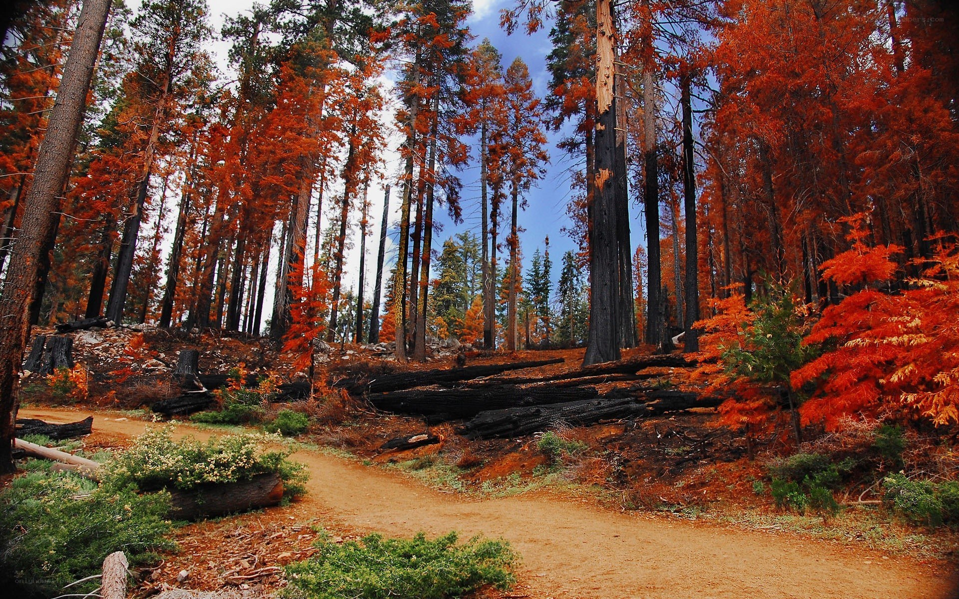 Forest after wildfire