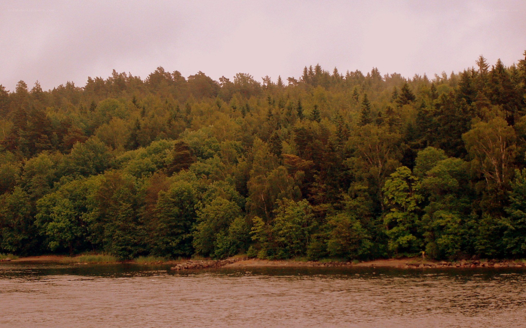 forest along a riverbank