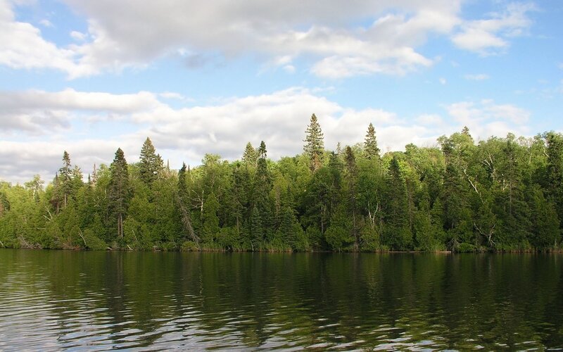 Forest Along Lake Shore — Green