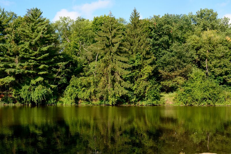 Forest Along Lake Shore