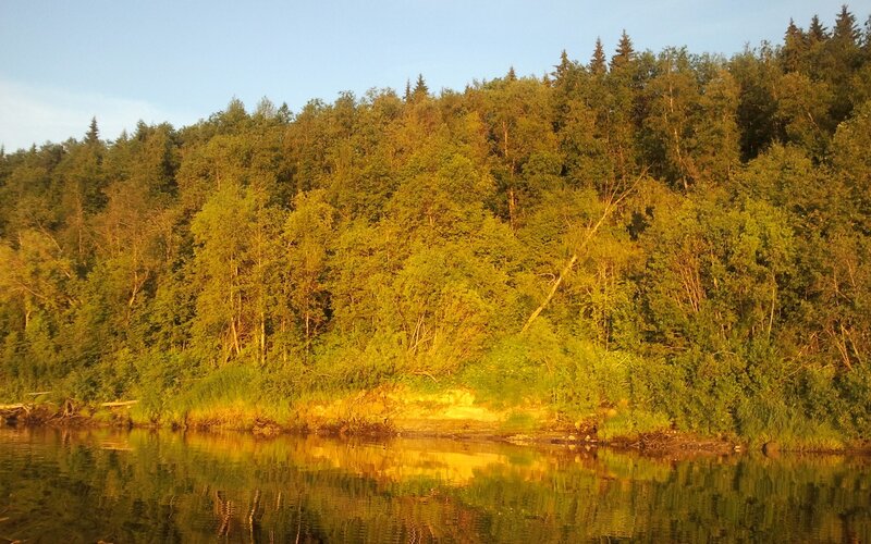 Forest Along Riverbank — Green