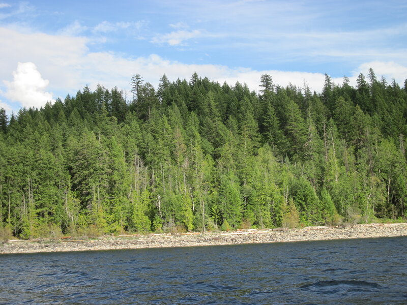Forest Along Riverbank