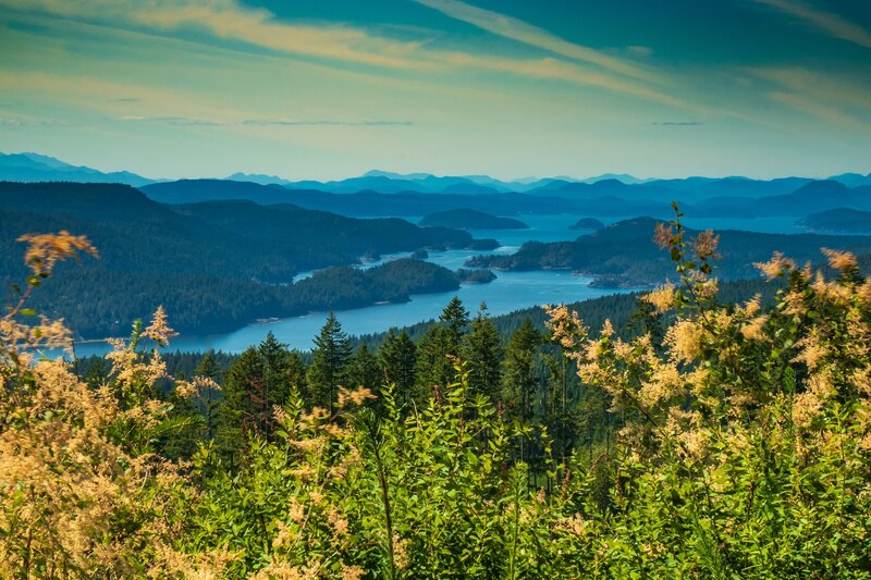 Forest and Bay Landscape
