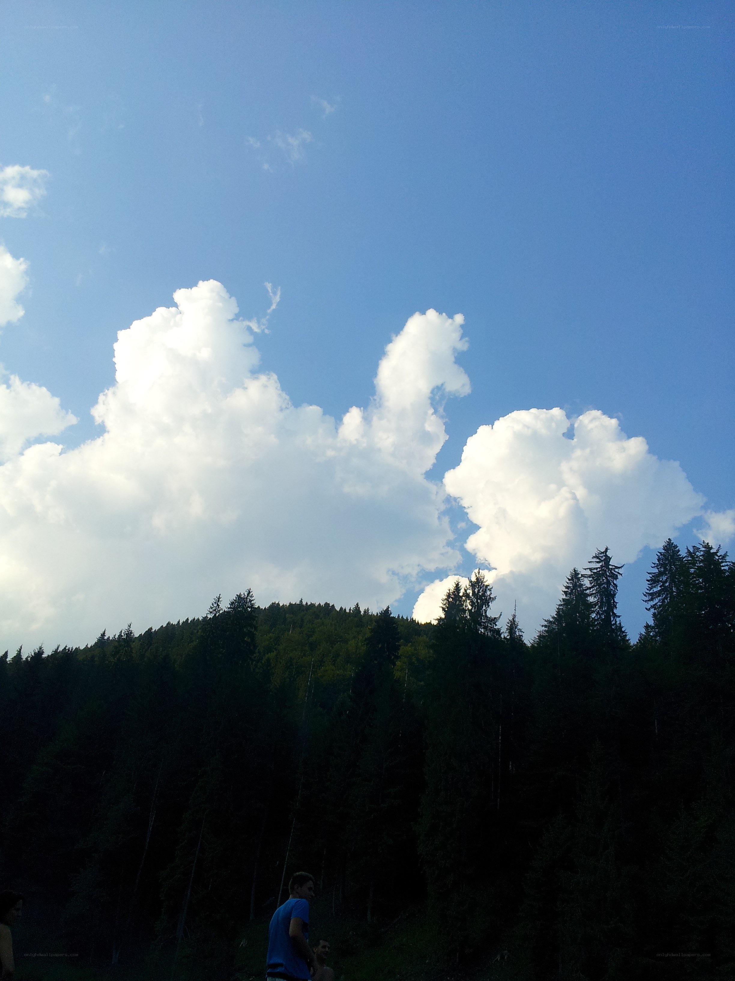 Forest and clouds on a sunny day