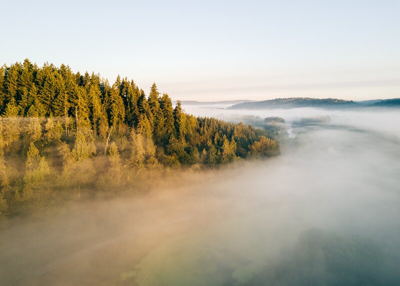 Forest and Fog Valley