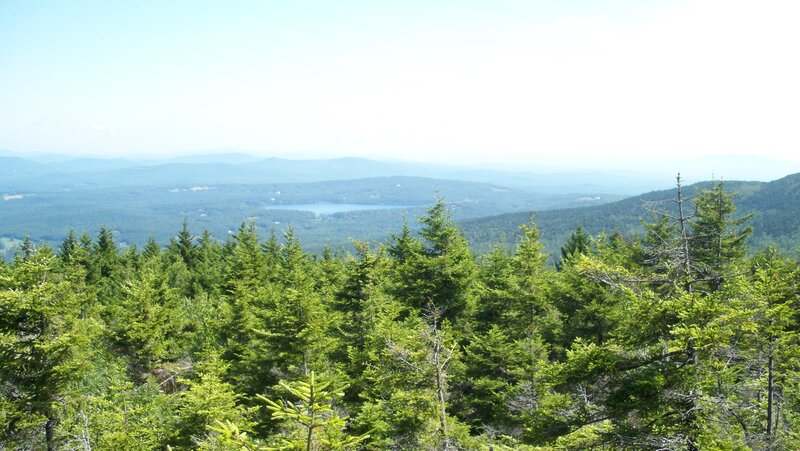 Forest and Lake View