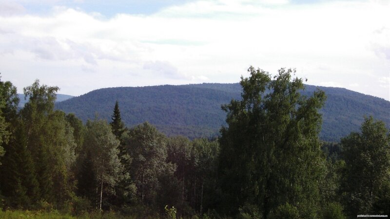 forest and mountain landscape