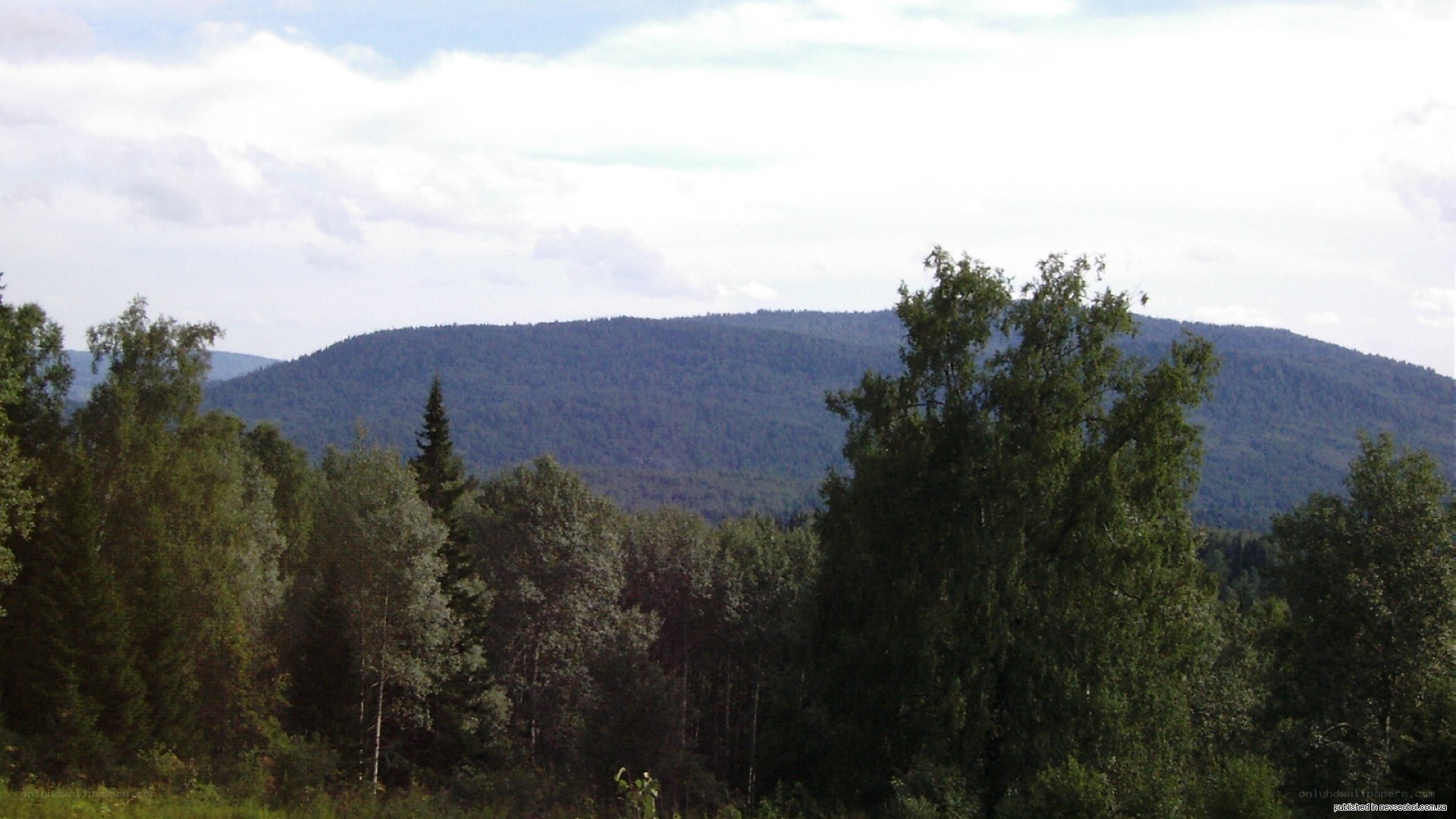forest and mountain landscape