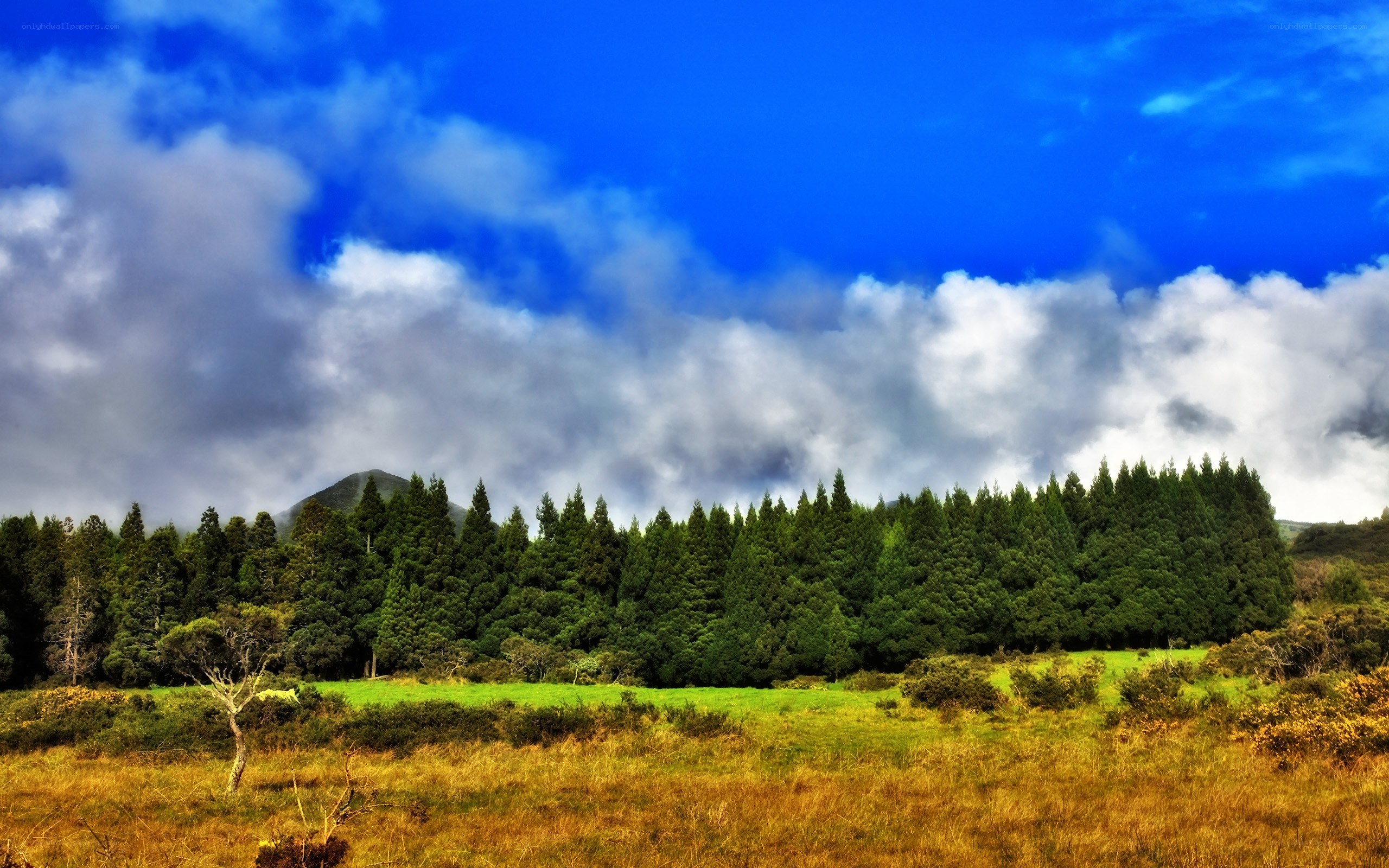 Forest and mountain landscape