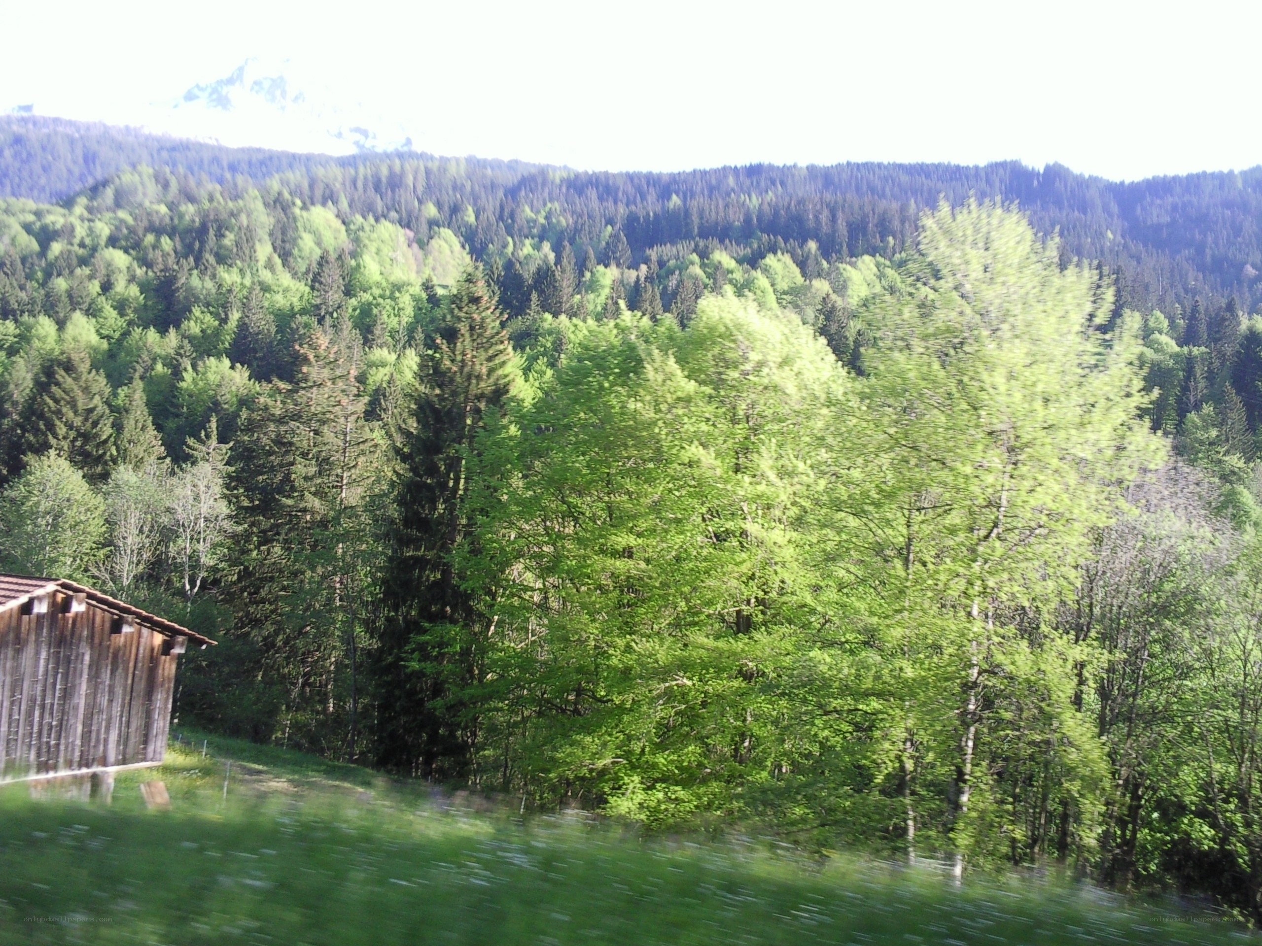 Forest and mountain landscape