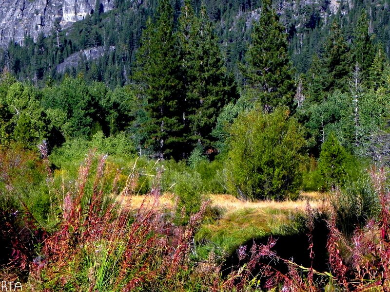 Forest and Mountain Landscape — Green